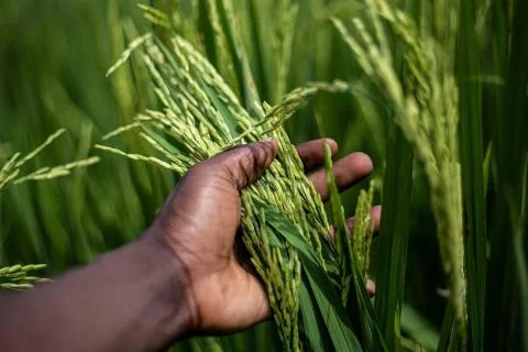 Food Security